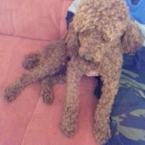 pudel satılır 1 yaşı var tam sağlamdI pasportu var bütün vaksinləri vu