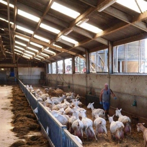 Temiz cins hollandiyanin saneen parodasi!!! En temiz cins kechiler biz