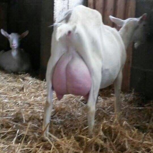 Temiz cins hollandiyanin saneen parodasi!!! En temiz cins kechiler biz