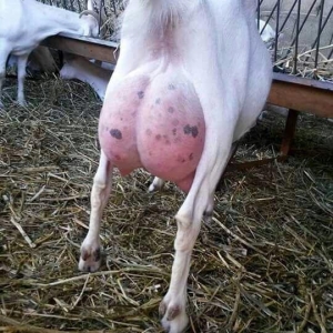 Temiz cins hollandiyanin saneen parodasi!!! En temiz cins kechiler biz