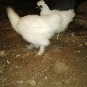 bir cüt 6 aylıg ag pon pon 70 azn bir ədəd bra