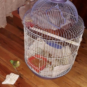 papuqay qusu qefesle birlikde. evde saxlanilir gezib oz qefesine qayid