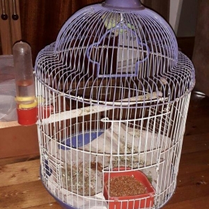 papuqay qusu qefesle birlikde. evde saxlanilir gezib oz qefesine qayid