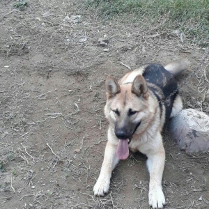 Malamud avcarkasi 9 ayliq herbir tedavusu gorunub peyvendi olub.heddin