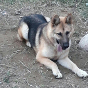 Malamud avcarkasi 9 ayliq herbir tedavusu gorunub peyvendi olub.heddin