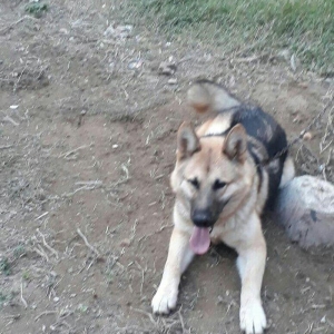 Malamud avcarkasi 9 ayliq herbir tedavusu gorunub peyvendi olub.heddin