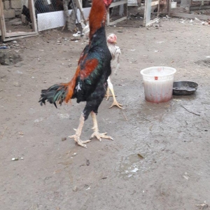 Ela cins heyrati cuceleri fereleri xoruzlari beceleri ve satiram.