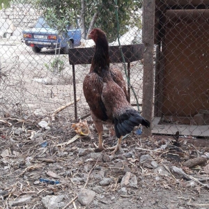 Ela cins heyrati cuceleri fereleri xoruzlari beceleri ve satiram.