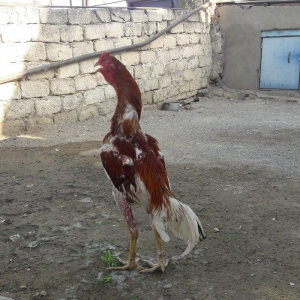 Ela cins heyrati cuceleri fereleri xoruzlari beceleri ve satiram.