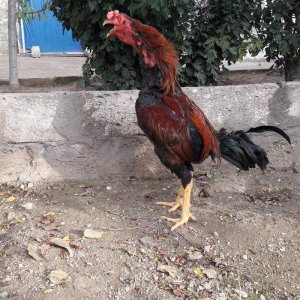 Ela cins heyrati cuceleri fereleri xoruzlari beceleri ve satiram.