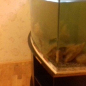 akvarium satilir qabah wuwesi avaldi ekran deilir altinda mermer mebel