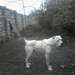 Temiz alabay satilir istyen varsa  nomresiyle elaqe saxlasin doyuwu va