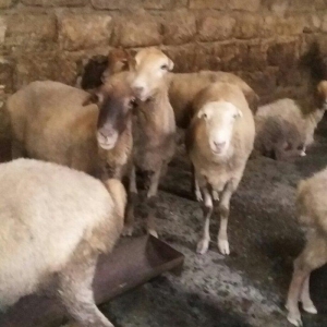 qoyun satilir 4000 az 3 4 qarin dogandi  30 denedi