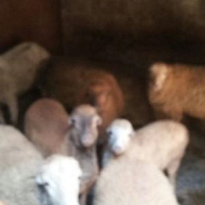 qoyun satilir 4000 az 3 4 qarin dogandi  30 denedi