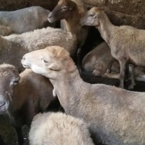 qoyun satilir 4000 az 3 4 qarin dogandi  30 denedi