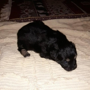 satilir . dişisi pikines erkeyi şpic olub.1aylg balalardi. qiymet razi