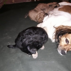 satilir balalar erkeyi şpic dişisi pikines olub.