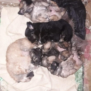 satilir balalar erkeyi şpic dişisi pikines olub. qiymet razilasma yolu