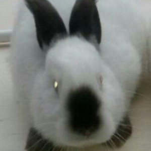 Salam 3 ayında keçmiş tam sağlam  təmiz qan kaliforiya sort erkəy dovş