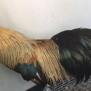 Feniks Tek xoruz 9 aylığ vaksini ve qurt dermanı verilmiş