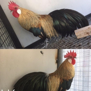 Feniks Tek xoruz 9 aylığ vaksini ve qurt dermanı verilmiş