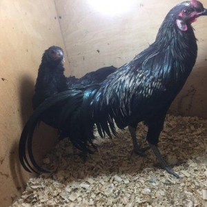 Sumatra bir cüt 150 azn bütün vaksinleri vurulu