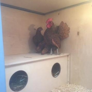 Qәfәs eni-0,75 sm. uzunluğu-1,50 sm. hündürlüyü-1,85 sm. havalandırma.