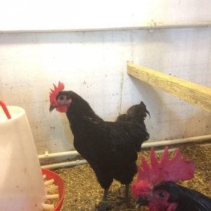 Avstrolop xoruzu 6 ay vaksinleri vurulub, 3 xoruzdur dava eddiklerine