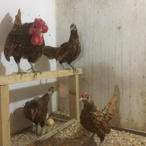 Sibrayt qızılı3 fere 1 xoruz vaksin , çiçeke 