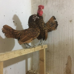 Sibrayt qızılı3 fere 1 xoruz vaksin , çiçeke qarşı , qurt v.s dermanl