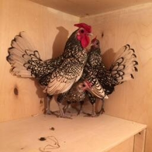 Dekorativ quşlar sibrayt gümüş ve qızıl, sum