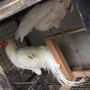 Yokohama toyuq bir cüt 120 azn bütün vaksinleri verilib yumurtlayır fe