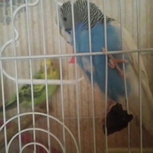 Tecili cox gozel renglere malik cavan cutluk satilir saqlamliqina ve q