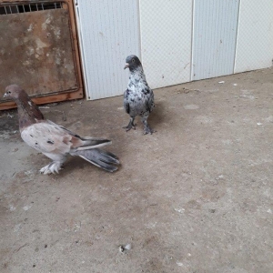 16 tuk ebrewler ata analari 18 19 tuklerdi tecili pul lazim oldugu ucu