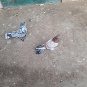 16 tuk ebrewler ata analari 18 19 tuklerdi tecili pul lazim oldugu ucu