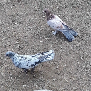 16 tuk ebrewler ata analari 18 19 tuklerdi tecili pul lazim oldugu ucu