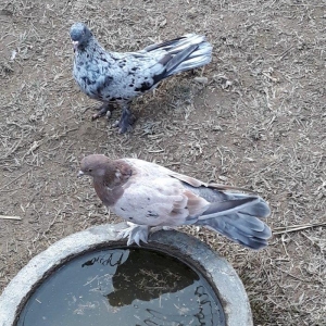 16 tuk ebrewler ata analari 18 19 tuklerdi tecili pul lazim oldugu ucu