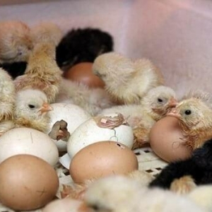 Inkubator teze zavod. Qurastiraram ve her sey basa salaram komek eleye