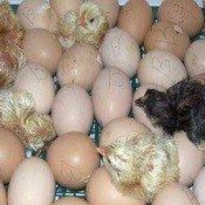 Inkubator teze zavod. Qurastiraram ve her sey basa salaram komek eleye