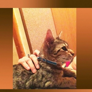 Домашний здоровый мальчик 3,5 мес. Бесплатно. Пишите на whatsap и скид