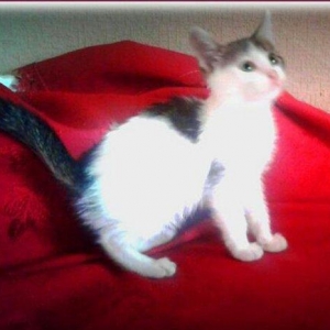 Домашняя здоровая девочкa бесплатно. Пишите на whatsap и скидывайте на