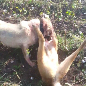 10 ayliq temiz coban iti balasi 69 sm boyu 35 kg ceksi fikri cidi olan