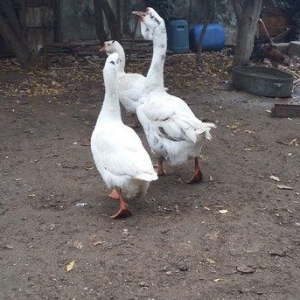 Xalmaqor qazı  3  dənə  bir  yerdə  satılır 