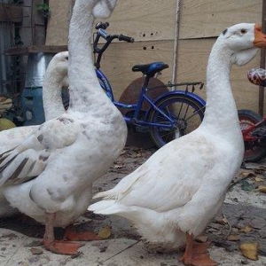 Xalmaqor qazı  3  dənə  bir  yerdə  satılır  1 erkək  2  fərə  1