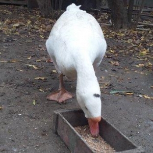 Xalmaqor qazı  3  dənə  bir  yerdə  satılır  1 erkək  2  fərə  1