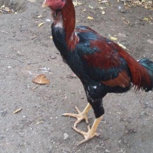 Heratı  xoruz  7 aylıqdı  təmiz qandı  çox  isulludu  meydan  üçündü