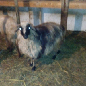 Razilasma yolu ile ve deyismek cins itle qazla cins ordeklerle yumurtl