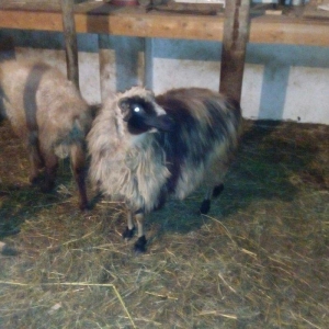 Razilasma yolu ile ve deyismek cins itle qazla cins ordeklerle yumurtl