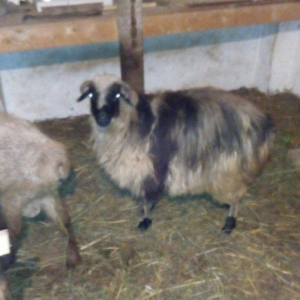 Razilasma yolu ile ve deyismek cins itle qazla cins ordeklerle yumurtl