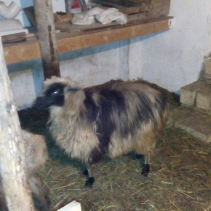 Razilasma yolu ile ve deyismek cins itle qazla cins ordeklerle yumurtl